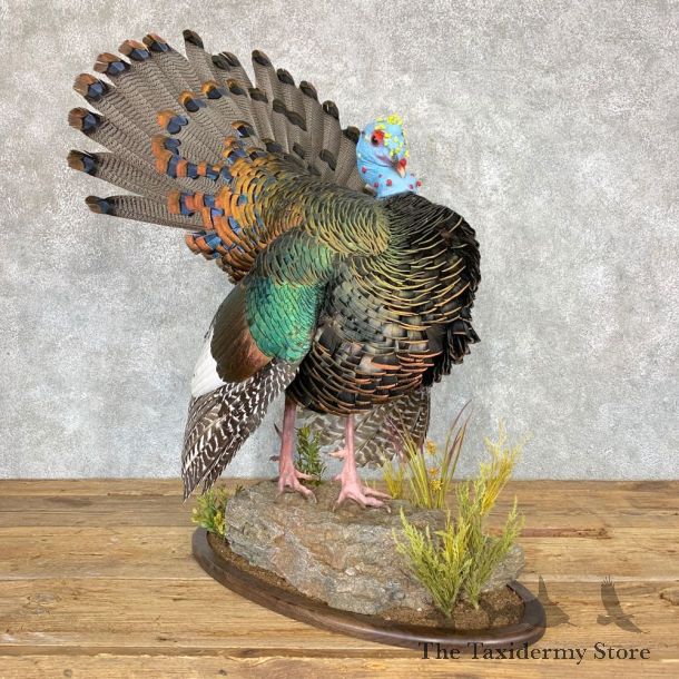 Ocellated Turkey Bird Mount For Sale #21754 @ The Taxidermy Store