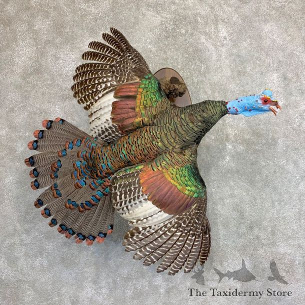 Ocellated Turkey Bird Mount For Sale #22024 @ The Taxidermy Store