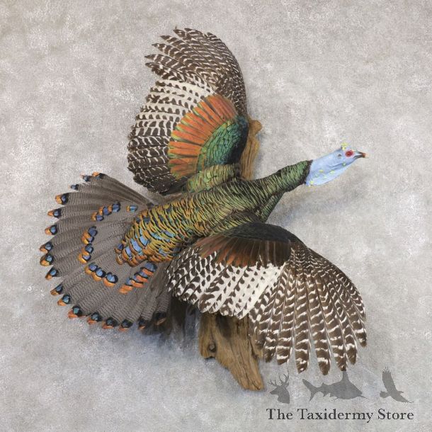 Ocellated Turkey Bird Mount For Sale #22507 @ The Taxidermy Store