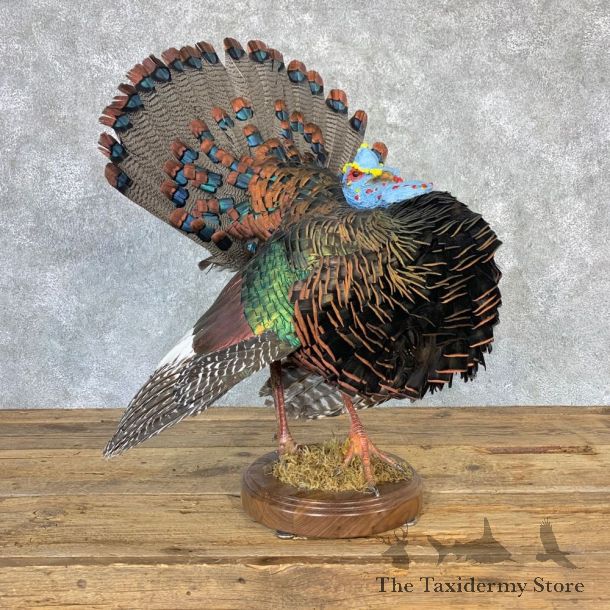 Ocellated Turkey Bird Mount For Sale #23217 @ The Taxidermy Store