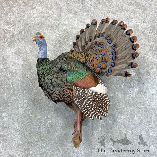 Ocellated Turkey Bird Mount For Sale #23588 @ The Taxidermy Store