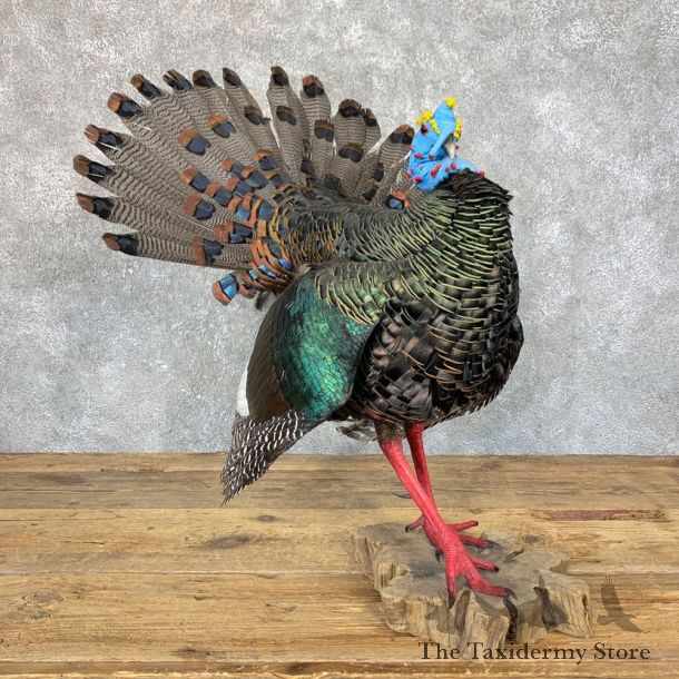 Ocellated Turkey Bird Mount For Sale #23909 @ The Taxidermy Store