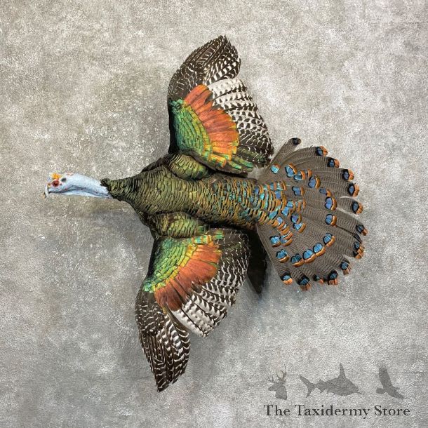 Ocellated Turkey Bird Mount For Sale #24918 @ The Taxidermy Store