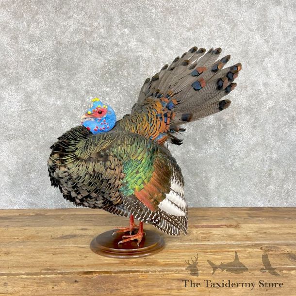 Ocellated Turkey Bird Mount For Sale #24927 @ The Taxidermy Store