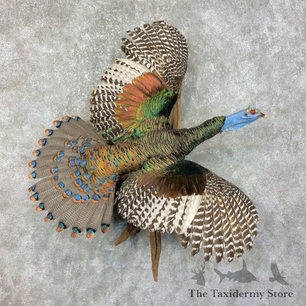 Ocellated Turkey Bird Mount For Sale #25869 @ The Taxidermy Store