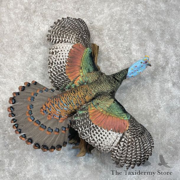 Ocellated Turkey Bird Mount For Sale #28498 @ The Taxidermy Store