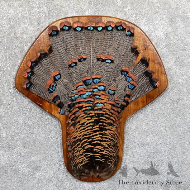 Ocellated Turkey Fan Mount For Sale #19524 @ The Taxidermy Store
