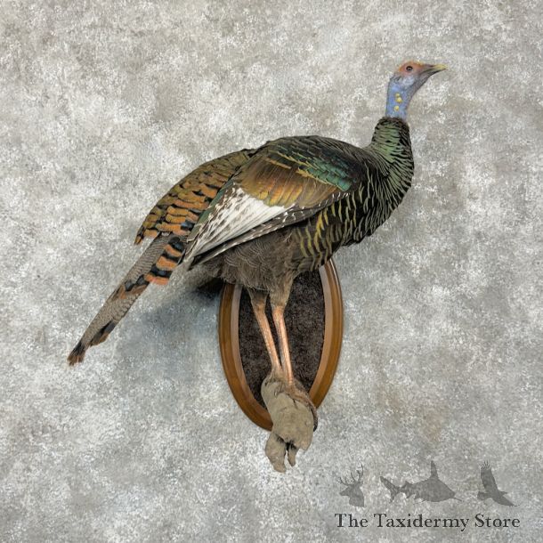 Ocellated Turkey Bird Mount For Sale #23588 @ The Taxidermy Store