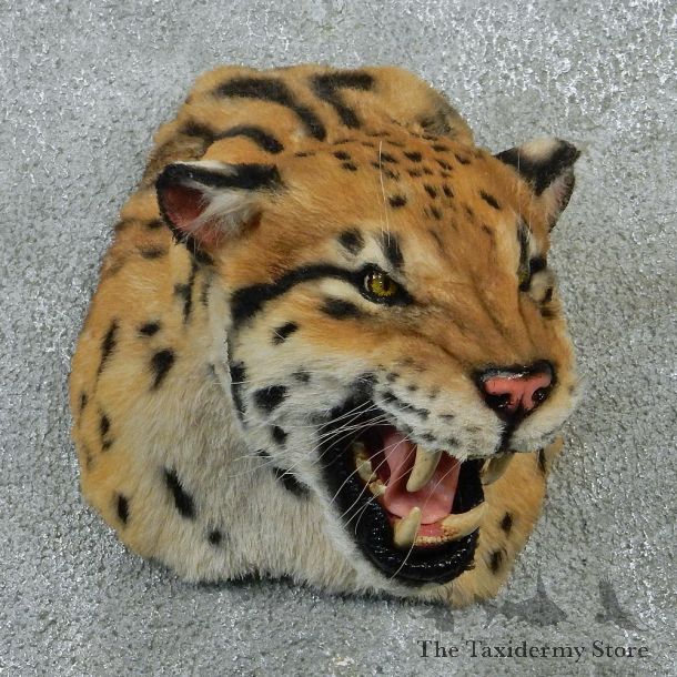 Ocelot Taxidermy Shoulder Mount #12923 For Sale @ The Taxidermy Store