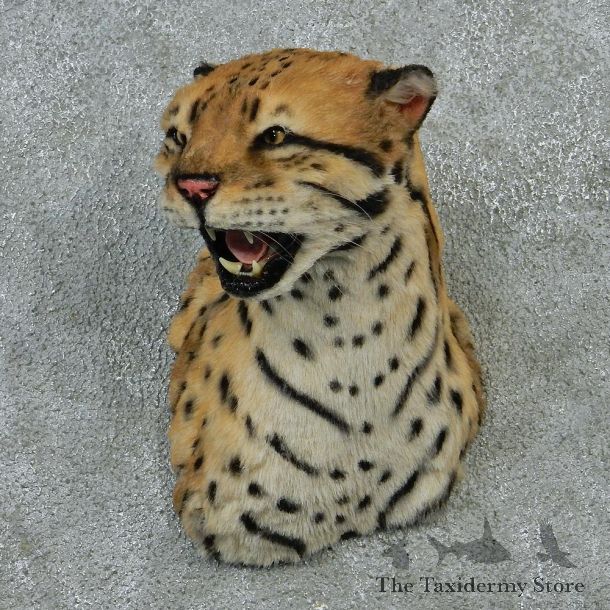 Ocelot Taxidermy Shoulder Mount #12924 For Sale @ The Taxidermy Store