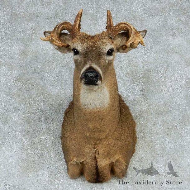 Whitetail Deer Non-Typical Shoulder Taxidermy Mount #13257 Sale @ The Taxidermy Store