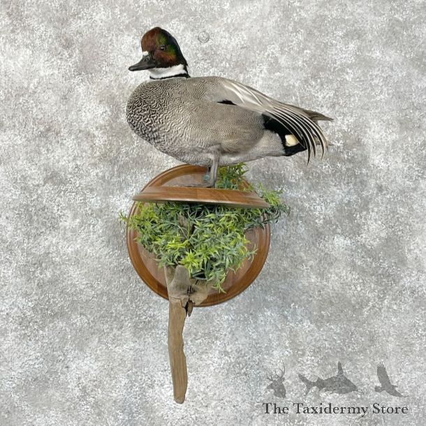 Falcated Duck Bird Mount For Sale #28437 @ The Taxidermy Store