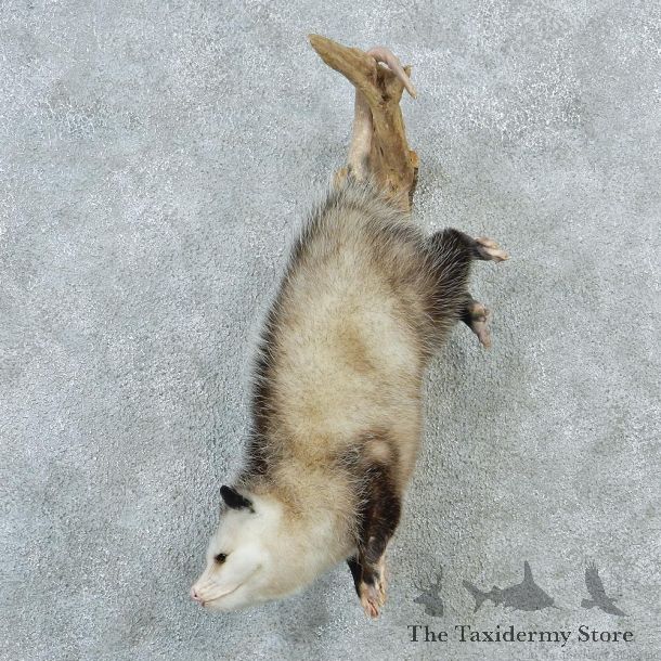 Opossum Wall Hanging Taxidermy Mount #12754 For Sale @ The Taxidermy Store