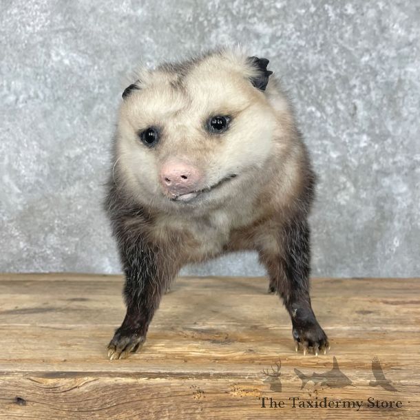 Opossum Life-Size Mount For Sale #28036 @ The Taxidermy Store