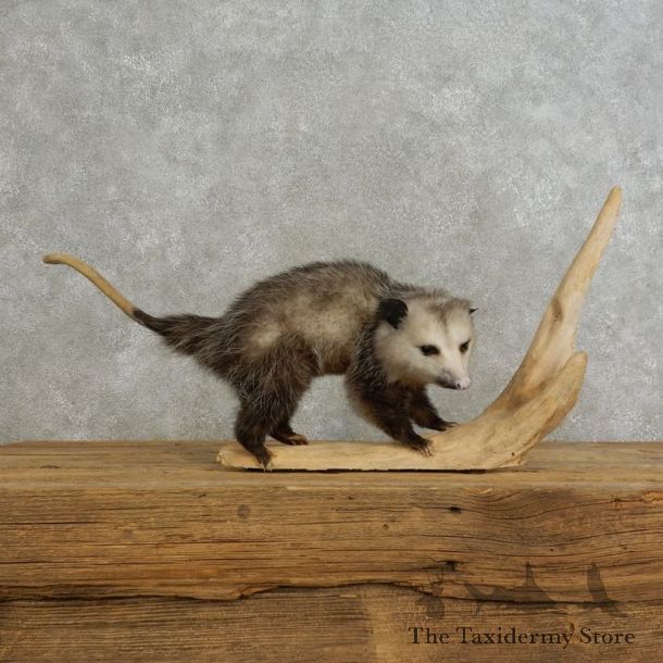 Opossum Life Size Taxidermy Mount For Sale #17203 @ The Taxidermy Store
