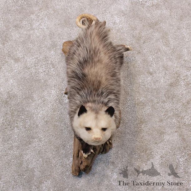Opossum Hanging Taxidermy Mount #12304 For Sale @ The Taxidermy Store