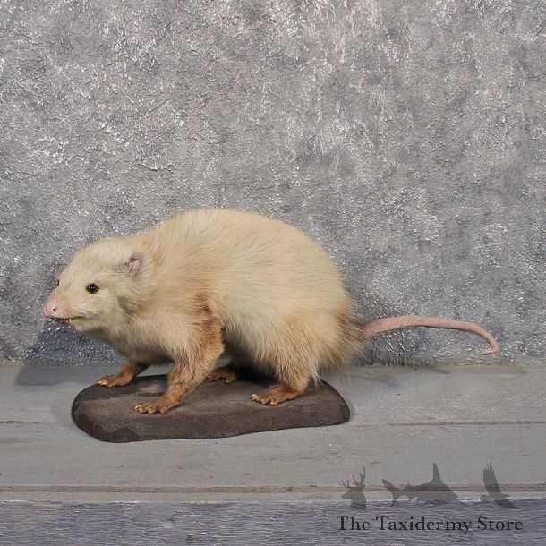 Vintage Opossum Taxidermy Mount #11480 - For Sale - The Taxidermy Store