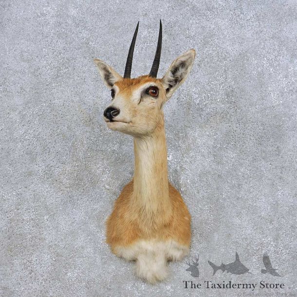 African Oribi Shoulder Mount For Sale #14242 @ The Taxidermy Store