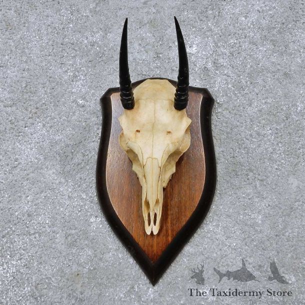 Oribi Skull & Horn European Mount For Sale #14512 @ The Taxidermy Store