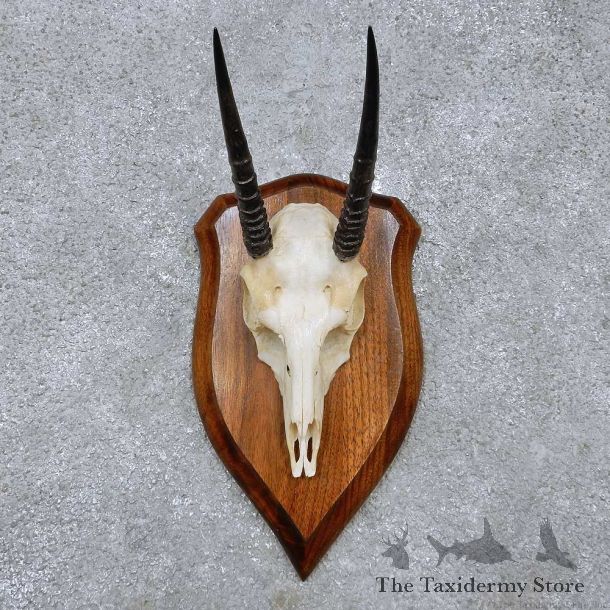 Oribi Skull & Antler European Mount For Sale #14516 @ The Taxidermy Store