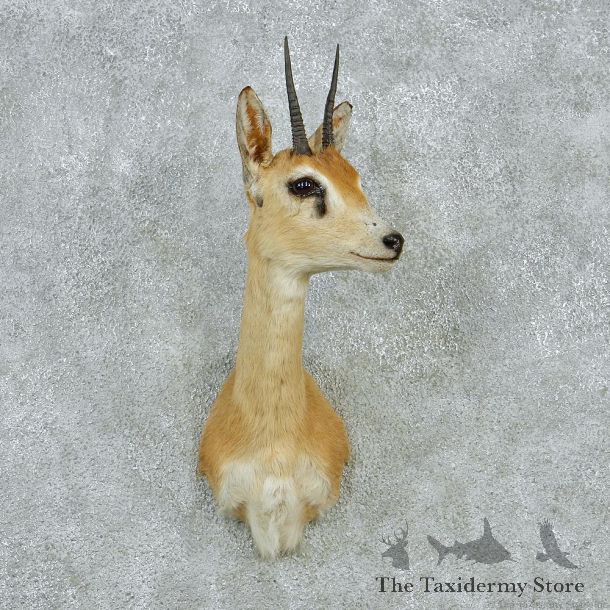 Oribi Taxidermy Head Mount #12857 For Sale @ The Taxidermy Store