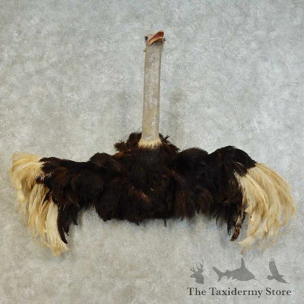 Ostrich 1/2-Life-Size Mount For Sale #16489 @ The Taxidermy Store