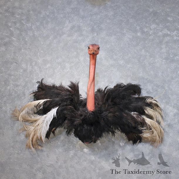 Ostrich Half Life Size Bird Mount #11866 For Sale @ The Taxidermy Store