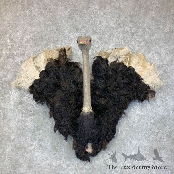 Ostrich Half-Life-Size Mount For Sale #23437 @ The Taxidermy Store