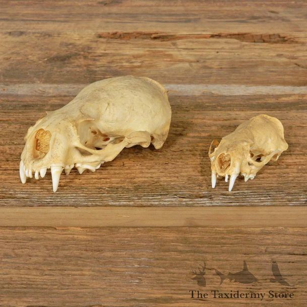 Otter/Mink Skull Mount For Sale #14955 @ The Taxidermy Store