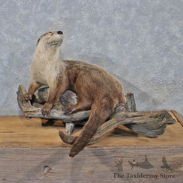 Laying River Otter Mount #12038 For Sale @ The Taxidermy Store