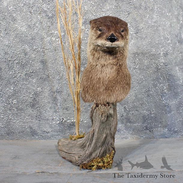 River Otter Pedestal Mount #11709 - The Taxidermy Store
