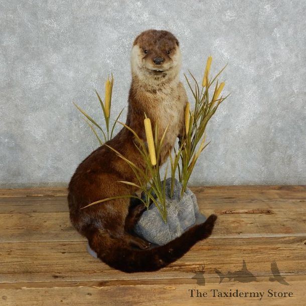 River Otter Life-Size Mount For Sale #18008 @ The Taxidermy Store