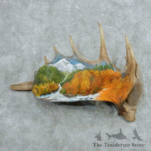 Painted Moose Antler Mount #13740 For Sale @ The Taxidermy Store
