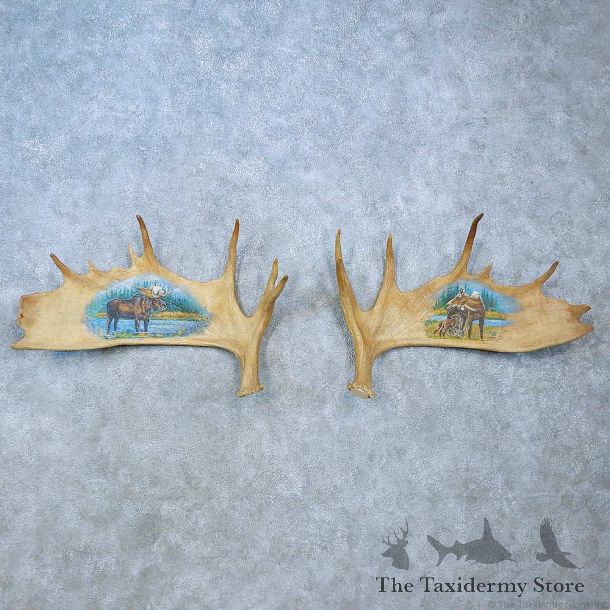 Painted Moose Antler Set For Sale #15479 @ The Taxidermy Store