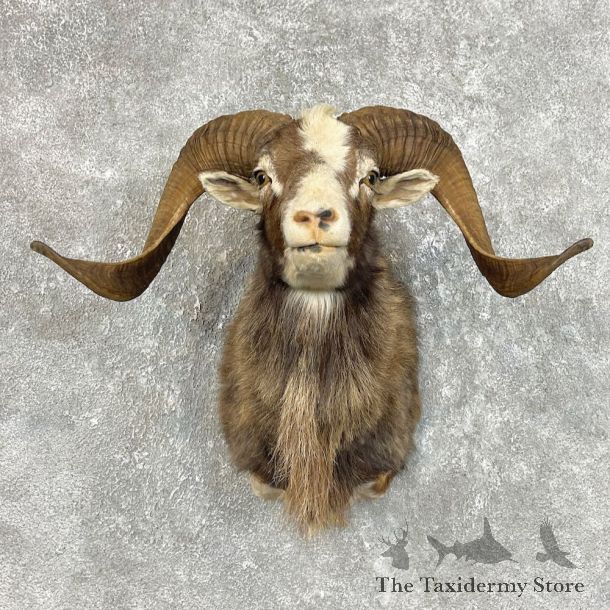 Painted Desert Ram Mount For Sale #25741 - The Taxidermy Store