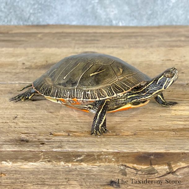 Painted Turtle Mount For Sale #26682 @ The Taxidermy Store