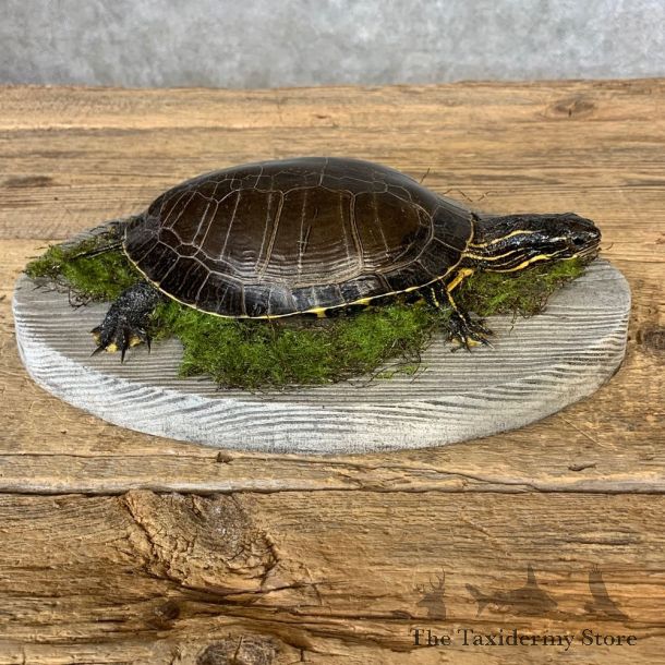 Painted Turtle Taxidermy Mount For Sale - #21375