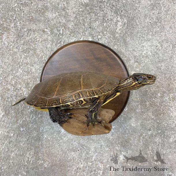Painted Turtle Taxidermy Mount For Sale - #21422