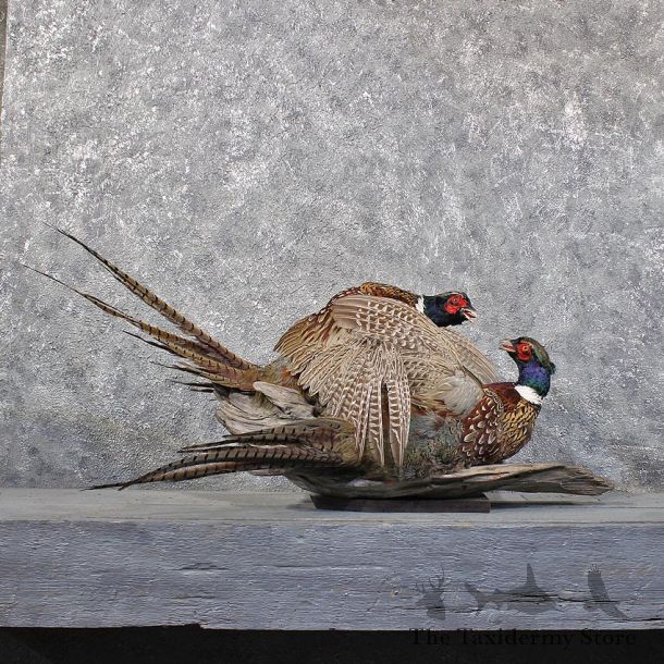 Fighting Ringneck Pheasant Mounts #11742 For Sale @ The Taxidermy Store