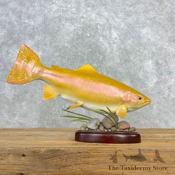 Palomino Trout Fish Mount For Sale #21661 @ The Taxidermy Store