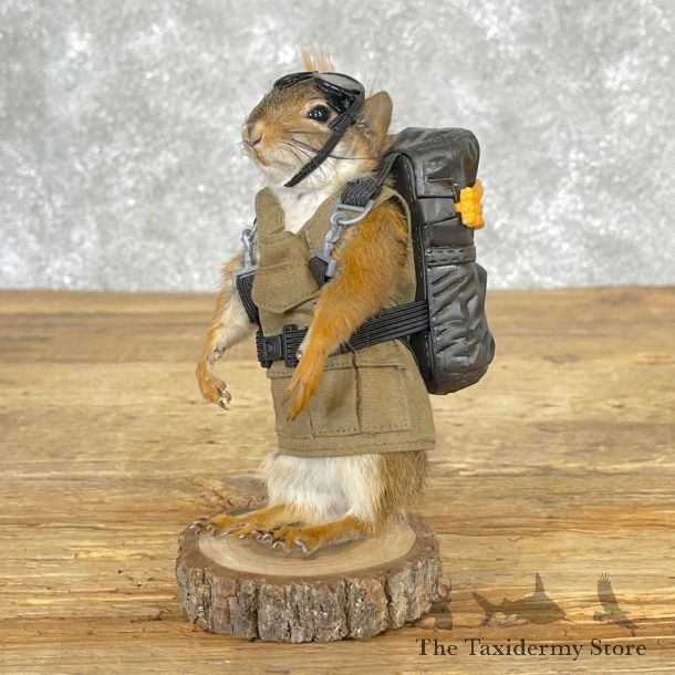 Parachute Squirrel Novelty Mount For Sale #25033 @ The Taxidermy Store