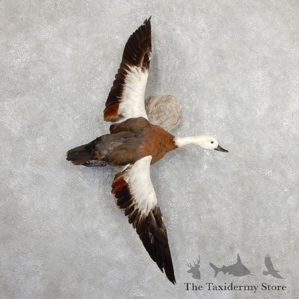 Paradise Shelduck Bird Mount For Sale #19650 @ The Taxidermy Store
