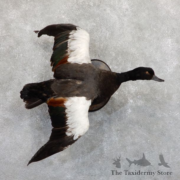 Paradise Shelduck Life Size Taxidermy Mount #19521 For Sale @ The Taxidermy Store