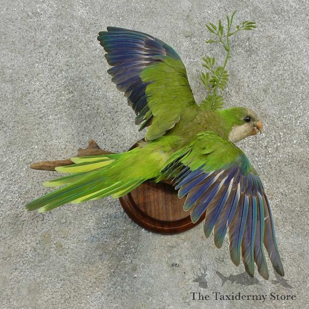 Monk Parakeet Bird Mount For Sale #16649 @ The Taxidermy Store