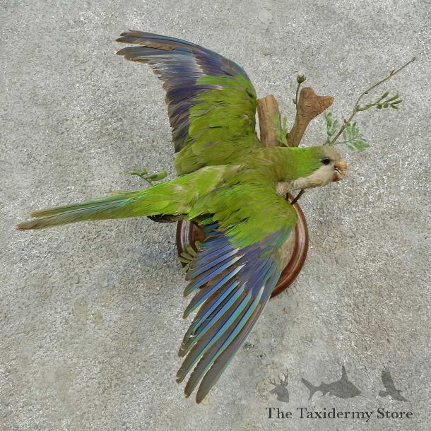 Monk Parakeet Bird Mount For Sale #16650 @ The Taxidermy Store