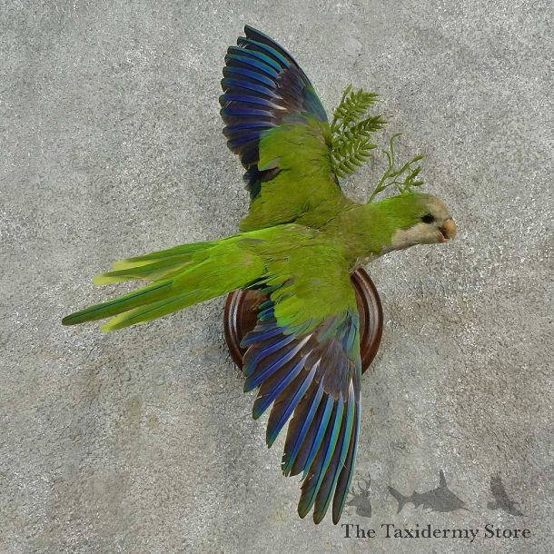 Monk Parakeet Bird Mount For Sale #16651 @ The Taxidermy Store