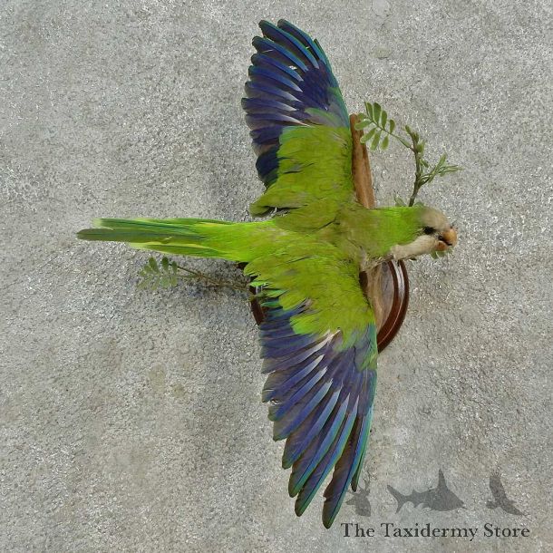 Monk Parakeet Bird Mount For Sale #16652 @ The Taxidermy Store