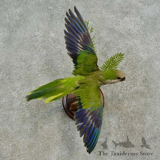 Monk Parakeet Bird Mount For Sale #16653 @ The Taxidermy Store