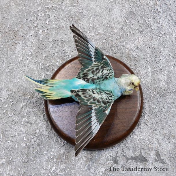 Parakeet Bird Mount For Sale #18579 @ The Taxidermy Store