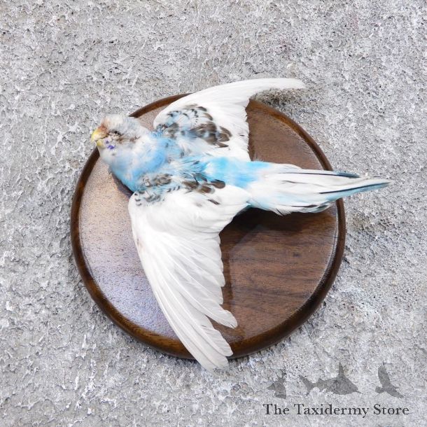 Parakeet Bird Mount For Sale #18582 @ The Taxidermy Store